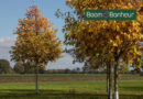 Quercus bicolor: alleskunner met karakter