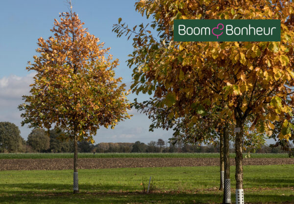 Quercus bicolor: alleskunner met karakter