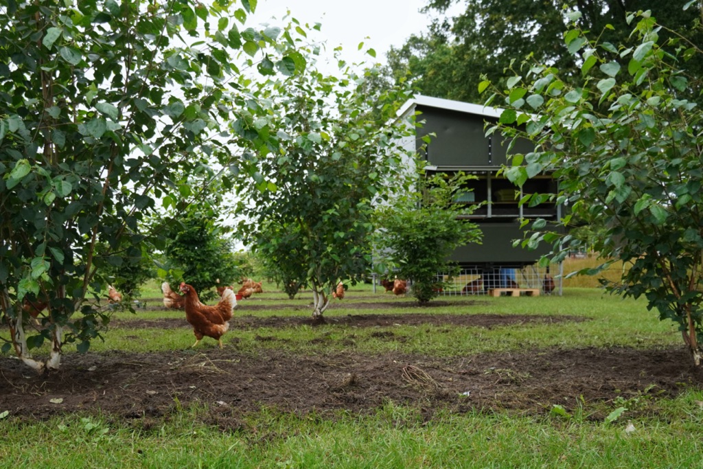 Boomkwekerij Udenhout: nuchter vakmanschap met toekomstvisie