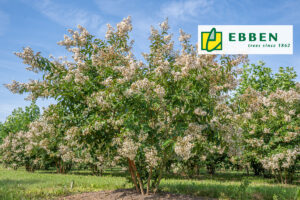 Boom in de kijker: Lagerstroemia ‘Natchez’ van Boomkwekerij Ebben