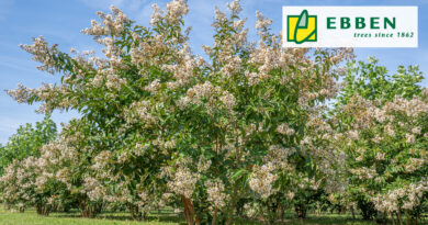Boom in de kijker: Lagerstroemia ‘Natchez’ van Boomkwekerij Ebben