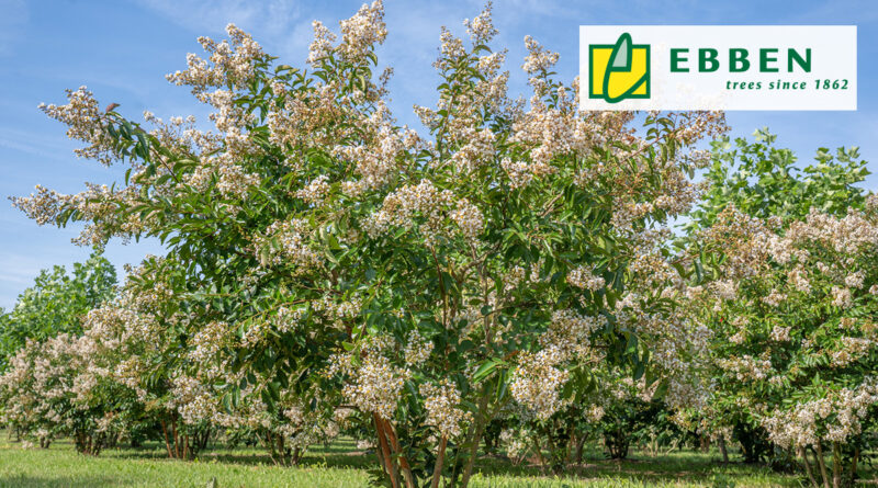 Boom in de kijker: Lagerstroemia ‘Natchez’ van Boomkwekerij Ebben