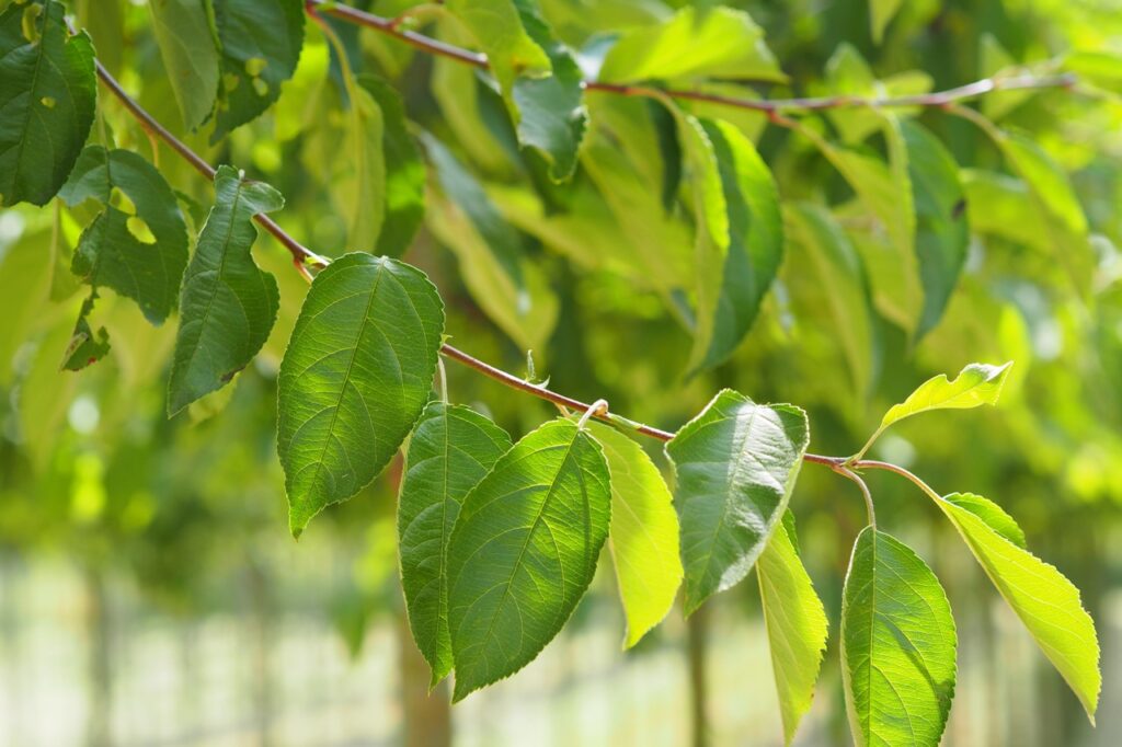 Ontdek de Malus ‘Sugar Tyme’ of sierappel van Boomkwekerij Udenhout.