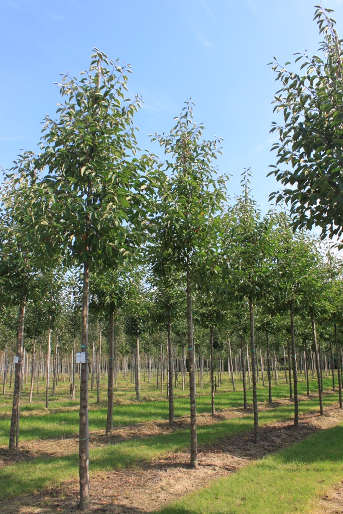 Ontdek de Malus ‘Sugar Tyme’ of sierappel van Boomkwekerij Udenhout.