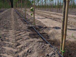 Boomkwekerij Udenhout: nuchter vakmanschap met toekomstvisie