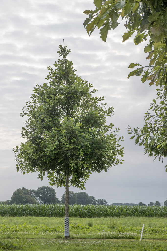 Quercus bicolor: alleskunner met karakter