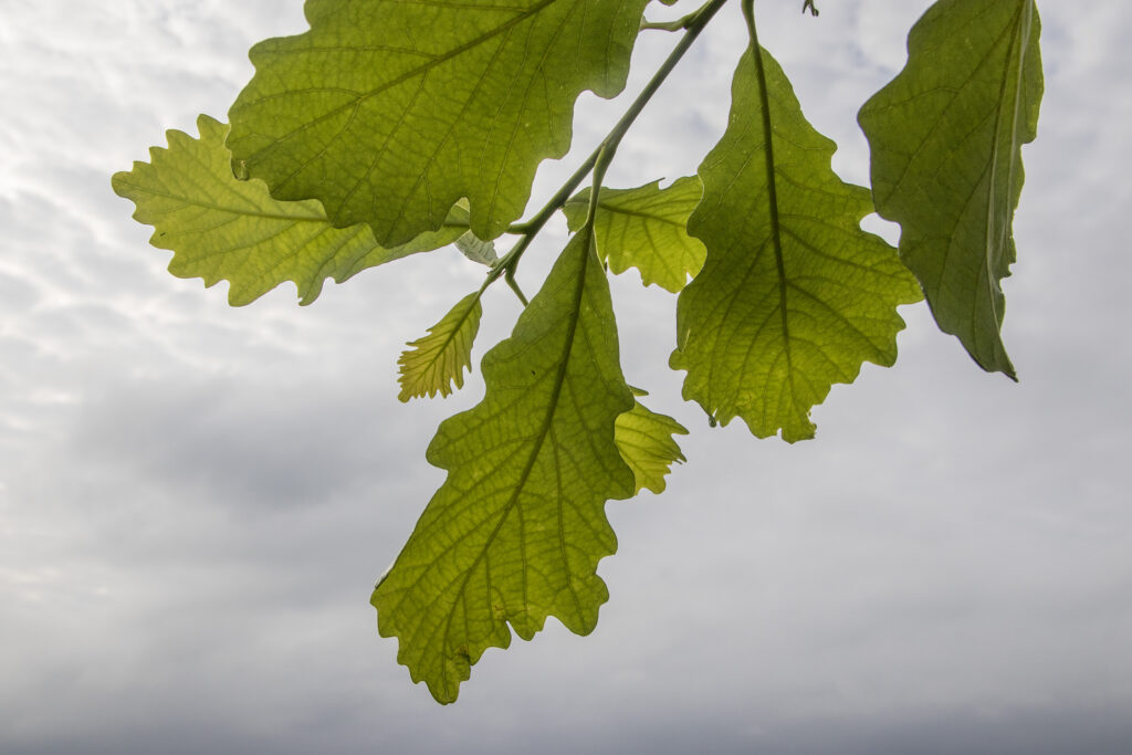 Quercus bicolor: alleskunner met karakter