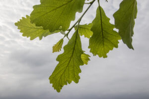 Quercus bicolor: alleskunner met karakter