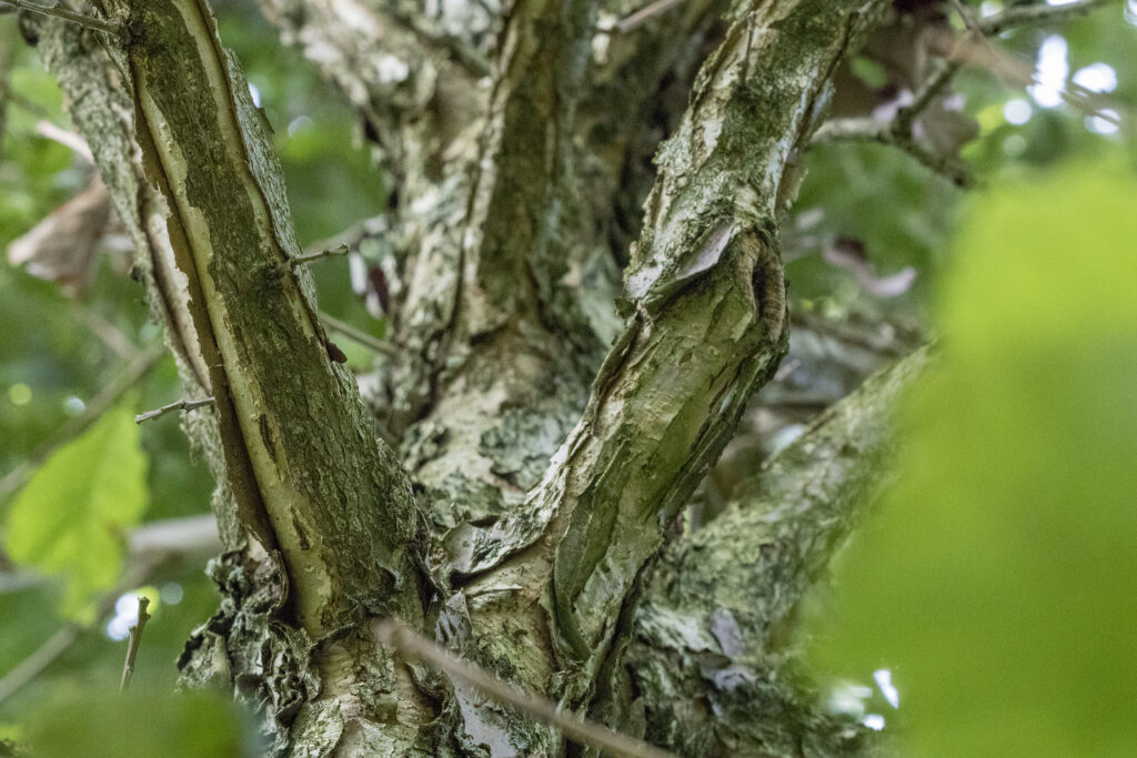Quercus bicolor: alleskunner met karakter