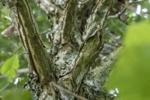 Quercus bicolor: alleskunner met karakter