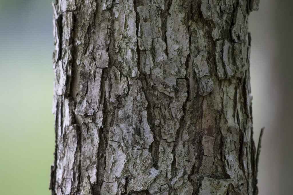 Quercus bicolor: alleskunner met karakter