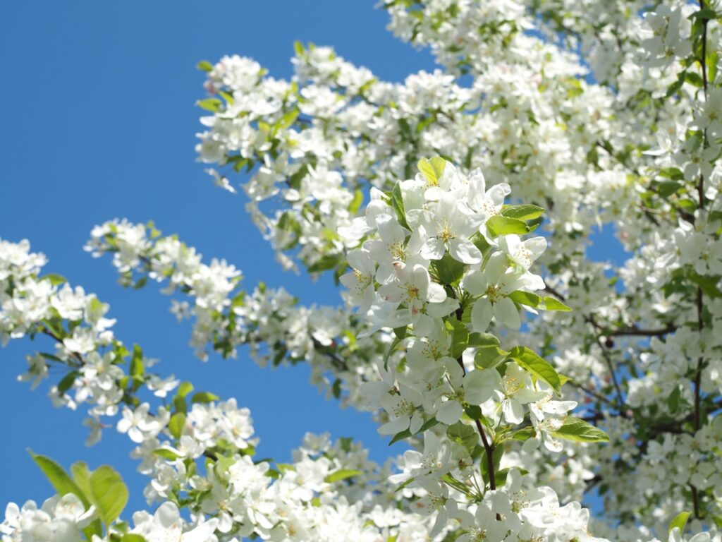 Ontdek de Malus ‘Sugar Tyme’ of sierappel van Boomkwekerij Udenhout.