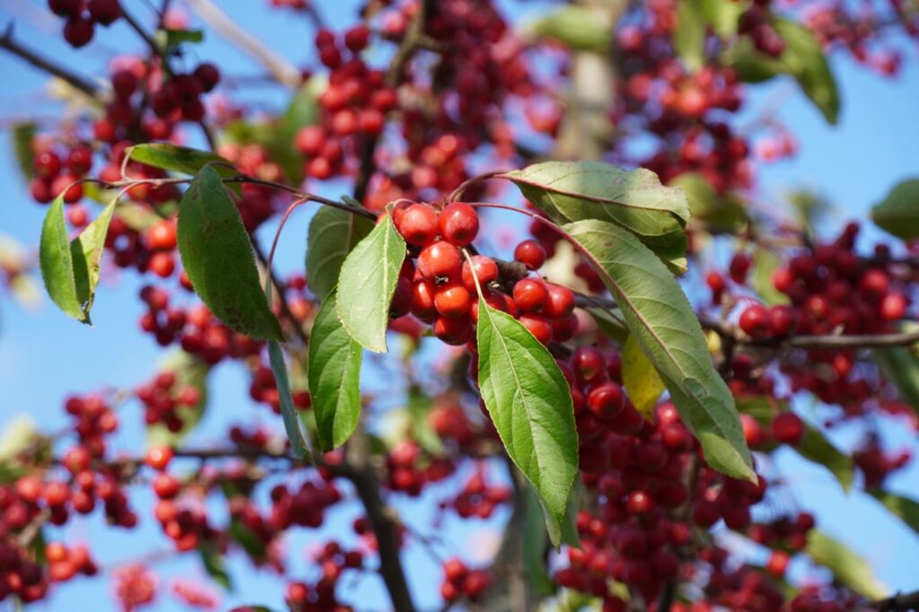 Ontdek de Malus ‘Sugar Tyme’ of sierappel van Boomkwekerij Udenhout.