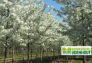Ontdek de Malus ‘Sugar Tyme’ of sierappel van Boomkwekerij Udenhout.