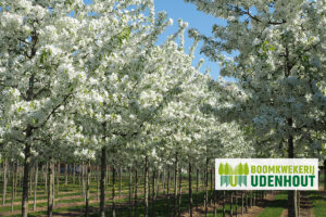 Ontdek de Malus ‘Sugar Tyme’ of sierappel van Boomkwekerij Udenhout.