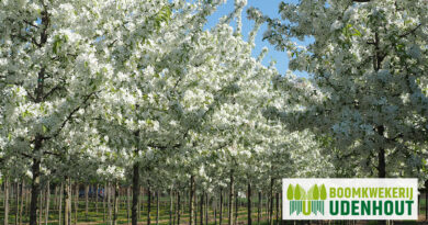 Ontdek de Malus ‘Sugar Tyme’ of sierappel van Boomkwekerij Udenhout.