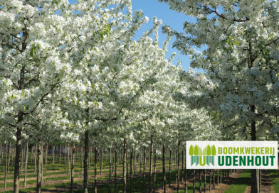Ontdek de Malus ‘Sugar Tyme’ of sierappel van Boomkwekerij Udenhout.