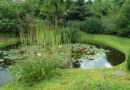 Distri Pond legt uit: vijverbeplanting snoeien in september