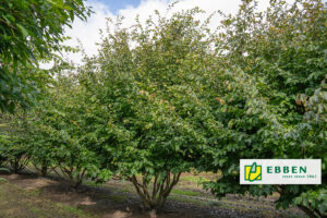 Boom in de kijker van Boomkwekerij Ebben: x Sycoparrotia semidecidua