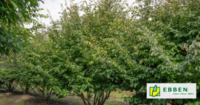 Boom in de kijker van Boomkwekerij Ebben: x Sycoparrotia semidecidua