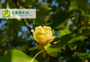 Boom in de kijker: Liriodendron tulipifera