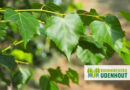 Boom in de kijker: Tilia mongolica ‘Buda’