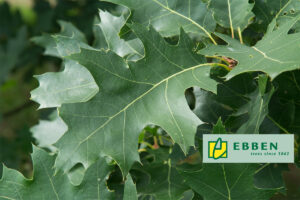 De Quercus rubra, beter bekend als de Amerikaanse eik, is een indrukwekkende boom die opvalt door zijn roodbruine herfstkleur en statige verschijning. Dankzij zijn brede kroon en robuuste groei is deze soort een waardevolle toevoeging aan parken, lanen en grote tuinen.