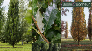 De Quercus × warei ‘Regal Prince’ is een majestueuze verschijning die vitaliteit en elegantie perfect weet te verenigen.