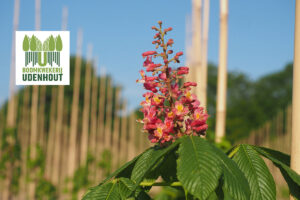 Aesculus × carnea is een kruising tussen de Aesculus hippocastanum en Aesculus flava. De zachtroze bloemtuilen met gele keel lijken qua vorm op die van hippocastanum en bloeien al op jonge leeftijd meerdere weken in mei.