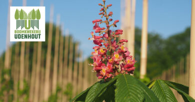 Aesculus × carnea is een kruising tussen de Aesculus hippocastanum en Aesculus flava. De zachtroze bloemtuilen met gele keel lijken qua vorm op die van hippocastanum en bloeien al op jonge leeftijd meerdere weken in mei.