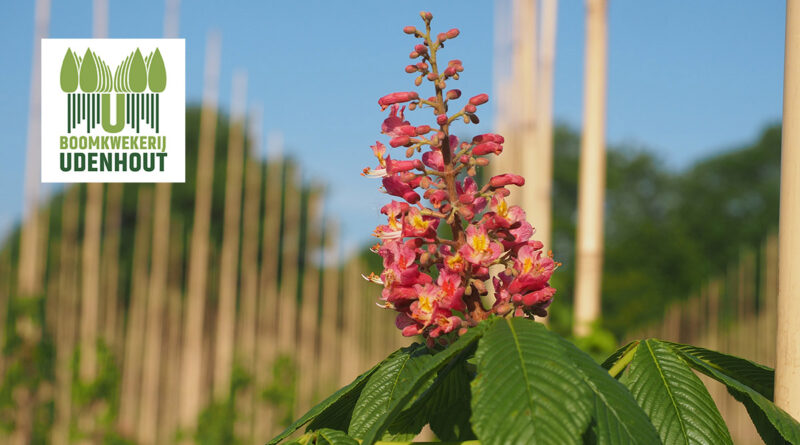 Aesculus × carnea is een kruising tussen de Aesculus hippocastanum en Aesculus flava. De zachtroze bloemtuilen met gele keel lijken qua vorm op die van hippocastanum en bloeien al op jonge leeftijd meerdere weken in mei.
