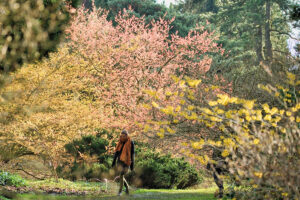 Wereldberoemde toverhazelaars zorgen voor kleurenspektakel in Arboretum Kalmthout