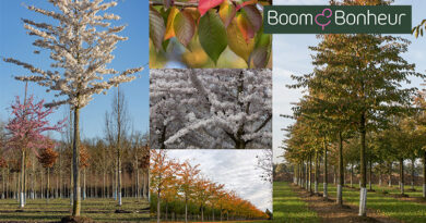 Prunus x yedoensis, de klassieke sierkers, is een echte blikvanger die elk voorjaar betovert met een wolk van witte bloesem.