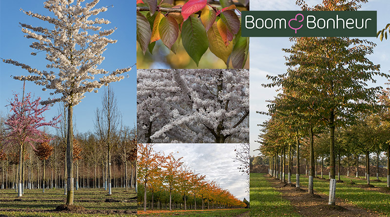Prunus x yedoensis, de klassieke sierkers, is een echte blikvanger die elk voorjaar betovert met een wolk van witte bloesem.