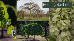 Ulmus glabra ‘Pendula’ of treuriep is een boom die onmiddellijk de aandacht trekt met zijn sierlijke, natuurlijke elegantie.