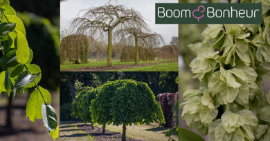 Ulmus glabra ‘Pendula’ of treuriep is een boom die onmiddellijk de aandacht trekt met zijn sierlijke, natuurlijke elegantie.
