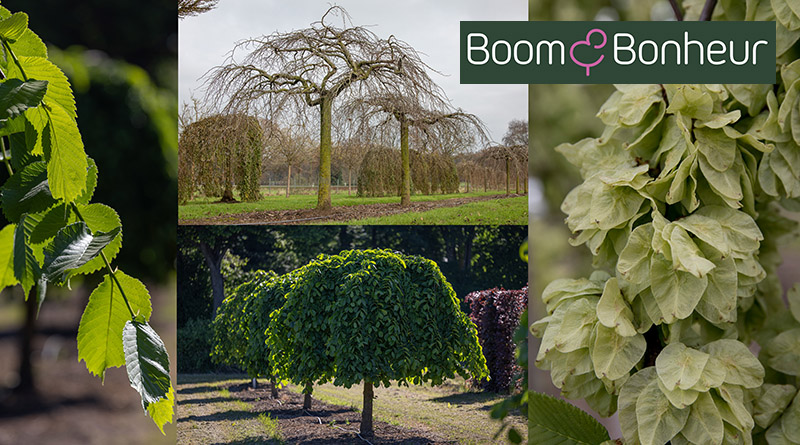 Ulmus glabra ‘Pendula’ of treuriep is een boom die onmiddellijk de aandacht trekt met zijn sierlijke, natuurlijke elegantie.