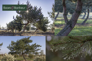 Pinus sylvestris Windbraut: een robuuste, eigenzinnige karakterboom