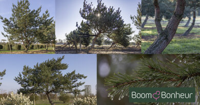 Pinus sylvestris: een robuuste, eigenzinnige karakterboom