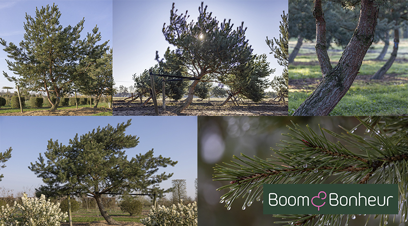 Pinus sylvestris: een robuuste, eigenzinnige karakterboom