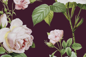 Plantentuin Meise nodigt jong en oud uit voor een magisch weekend op zaterdag 13 en zondag 14 juni 2026. Tijdens dit allereerste Rozenfestival staat de koningin van de bloemen volledig in de schijnwerpers met een gevarieerd programma en een gezellige Rozen- & Plantenmarkt.