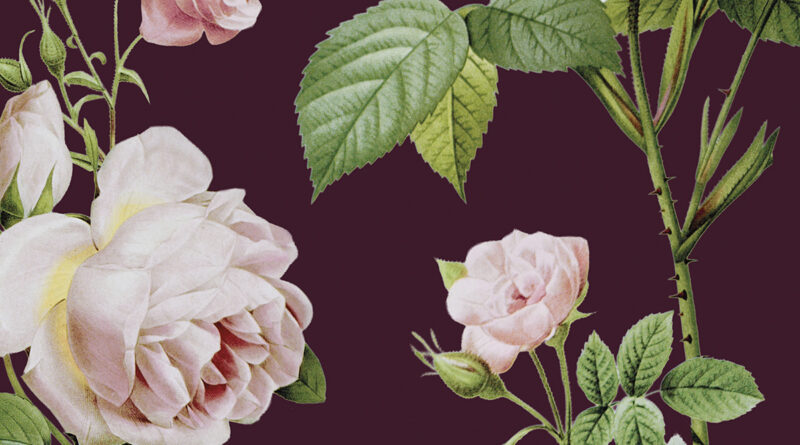 Plantentuin Meise nodigt jong en oud uit voor een magisch weekend op zaterdag 13 en zondag 14 juni 2026. Tijdens dit allereerste Rozenfestival staat de koningin van de bloemen volledig in de schijnwerpers met een gevarieerd programma en een gezellige Rozen- & Plantenmarkt.