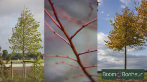 Tilia cordata ‘Winter Orange’, een linde met uitstraling in elk seizoen