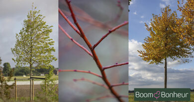 Tilia cordata ‘Winter Orange’, een linde met uitstraling in elk seizoen