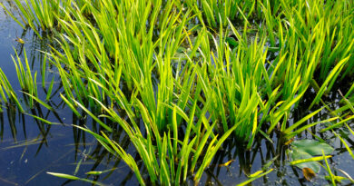 Creëer biodiversiteit en beleving met een (zwem)vijver: Guido Lurquin over water als levensbron in de tuin