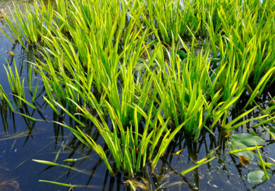 Creëer biodiversiteit en beleving met een (zwem)vijver: Guido Lurquin over water als levensbron in de tuin