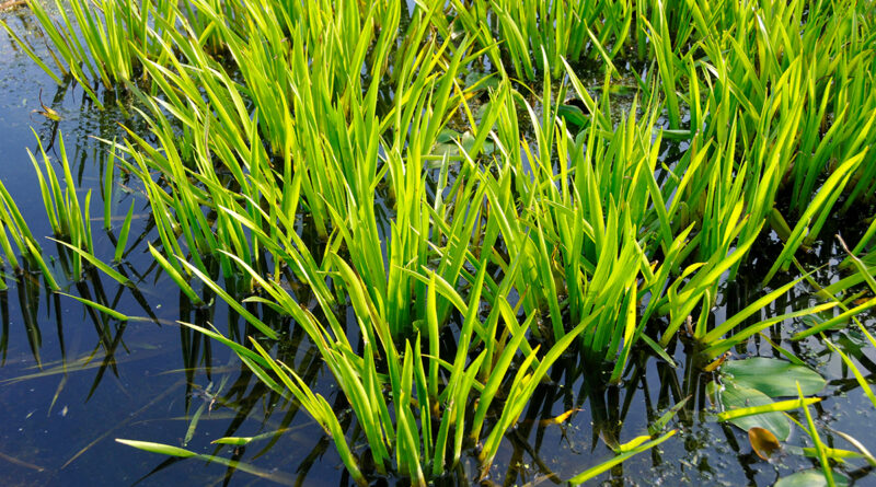 Creëer biodiversiteit en beleving met een (zwem)vijver: Guido Lurquin over water als levensbron in de tuin