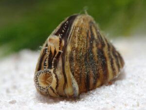 Zoetwatermosselen: natuurlijke helpers voor een heldere zwemvijver