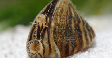 Zoetwatermosselen: natuurlijke helpers voor een heldere zwemvijver