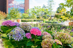 Houthavens Botanique: Amsterdams park verandert steeds van kleur